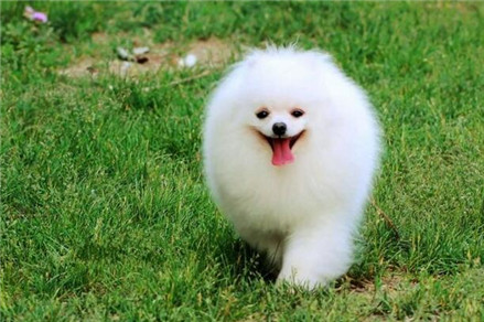 博美犬怎么训练大小便,博美犬如何训练大小便