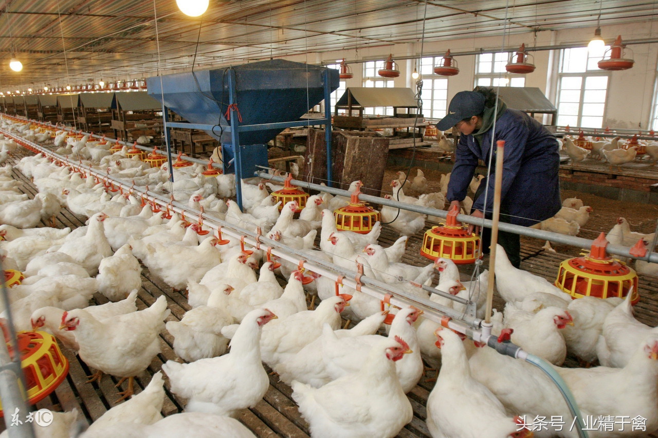 七月份毛鸡市场分析,肉食鸡价格行情什么时候能好一点