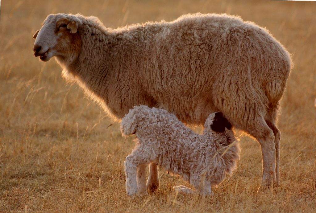 母羊难产都有什么原因,母羊难产的原因和解决方法