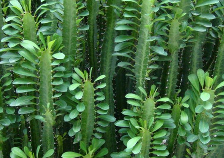 纰х豢鑹充附鑺卞崏鍥剧墖,纰х豢鑻嶇繝鐢熸満鍕冨媰