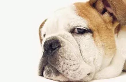 斗牛犬吃饭不嚼吗,为什么斗牛犬吃东西老是吐