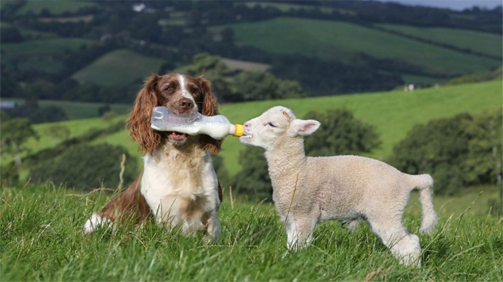当爱情来临时一切都是最好的安排,当爱情来临时你会做什么