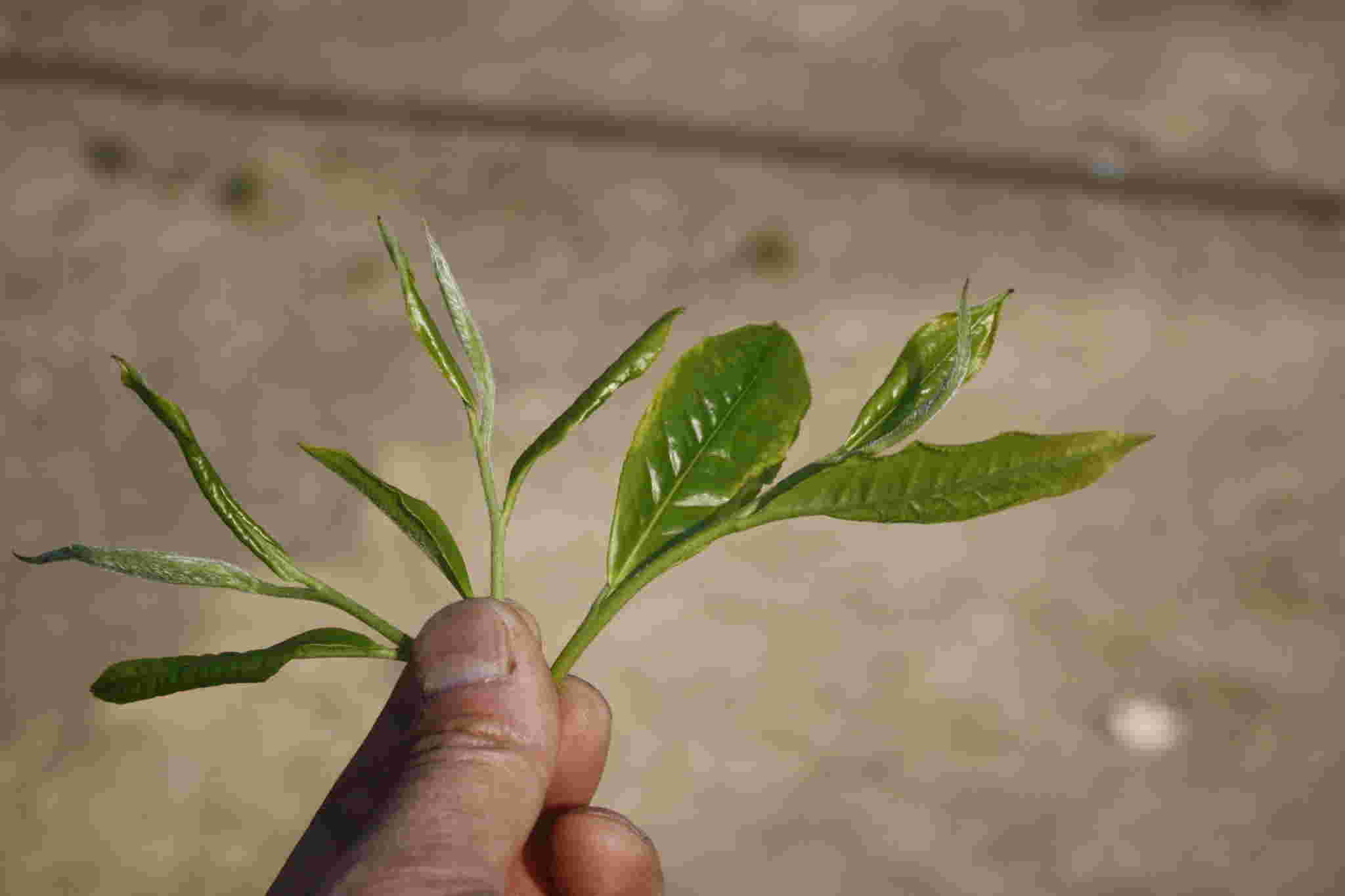 古树茶好喝吗视频,古树茶好在哪里