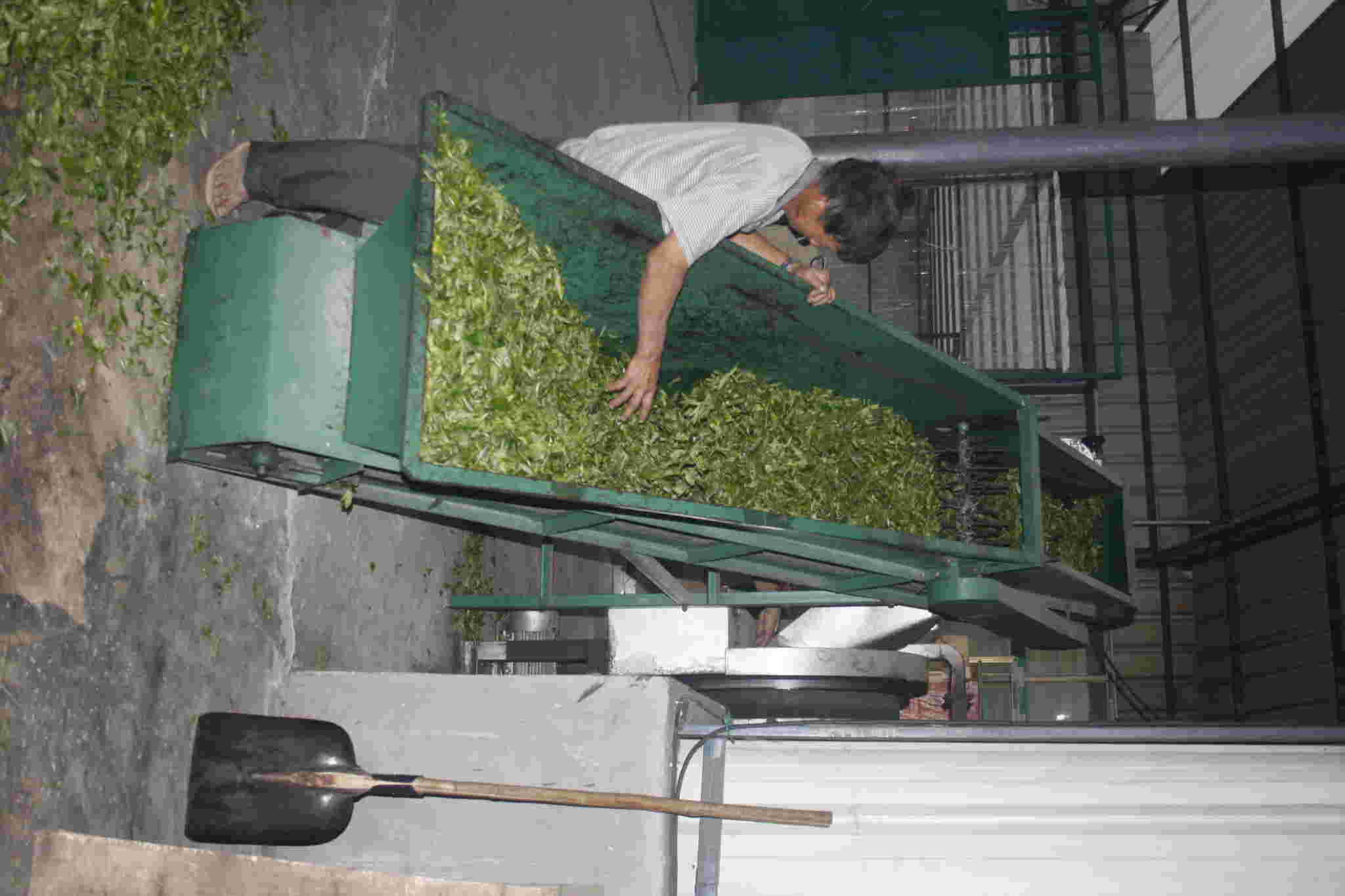 古树茶好喝吗视频,古树茶好在哪里