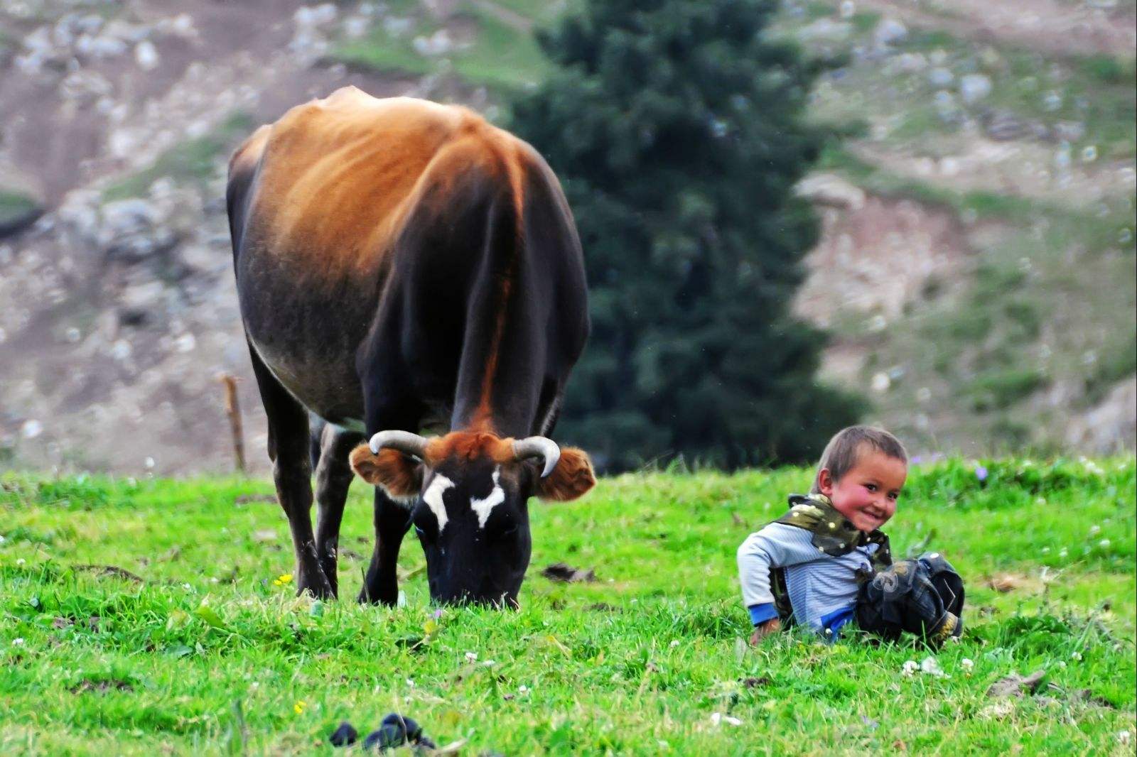 母牛胎衣不下的临床症状以及治疗方法！