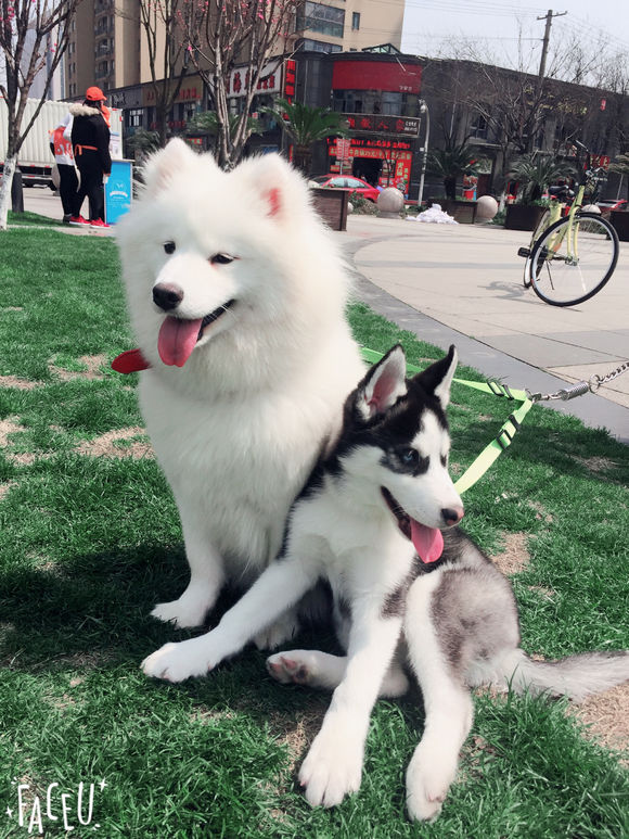 哈士奇被别的狗欺负了,哈士奇和萨摩耶的混种宝宝