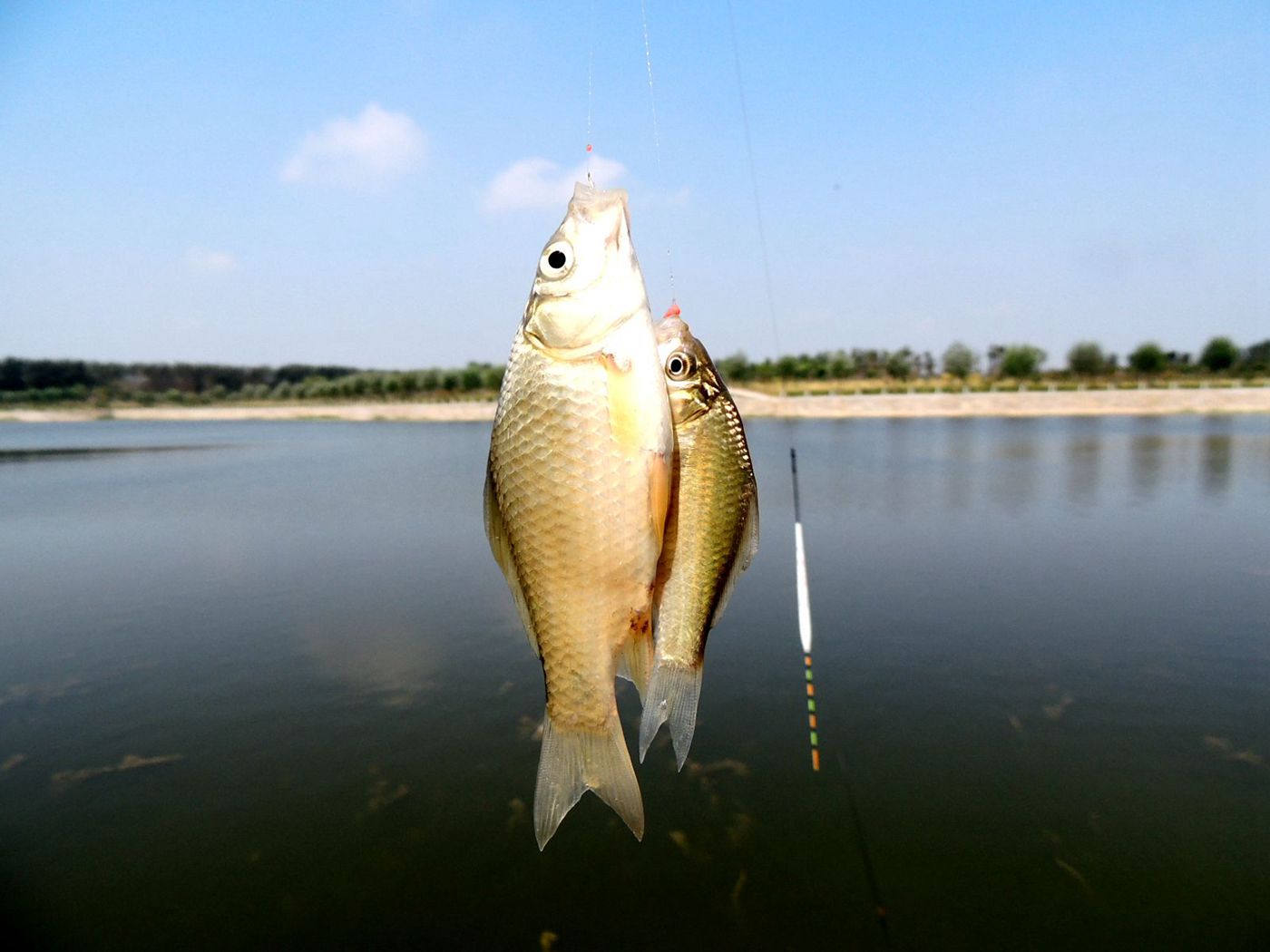 野钓白条闹窝怎么调漂,野钓白条闹窝怎样配饵料