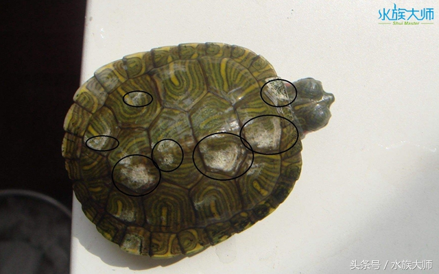 龟壳真菌感染治疗,龟壳真菌是怎么来的