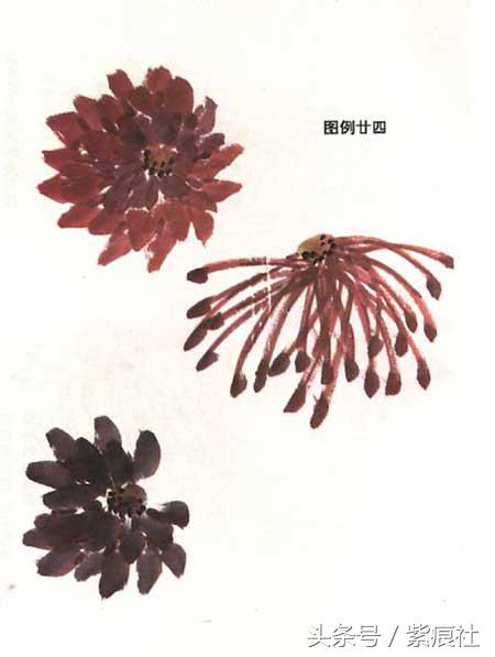 国画中球形菊花怎么画好看,名家画菊花的简单画法