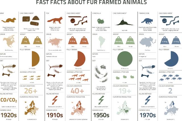 真假皮草，到底谁才是环保公敌？