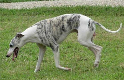 惠比特犬吃什么,惠比特犬能家庭陪伴吗