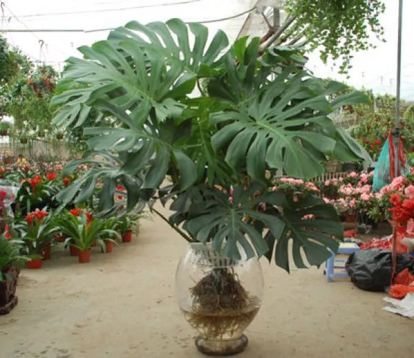 秋季对咽喉保养最好方法,秋冬嗓子疼多吃什么水果