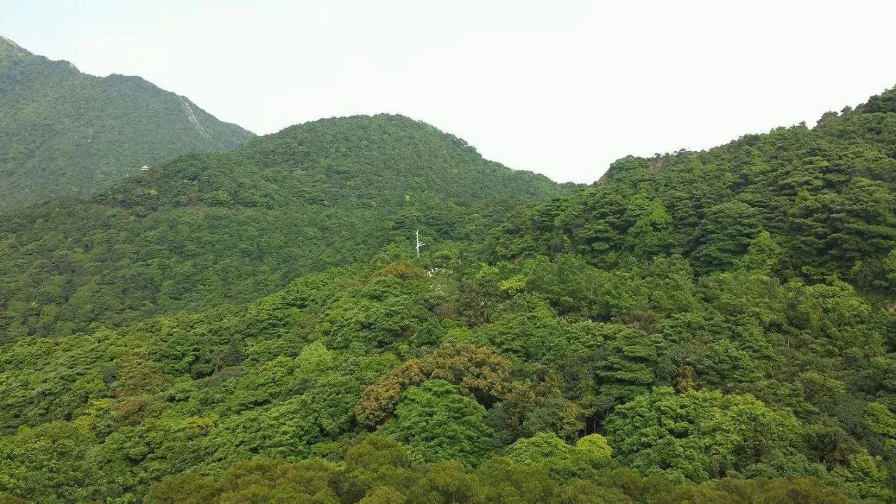 鹏城第一峰梧桐山海拔,鹏城第一峰梧桐山是大梧桐吗
