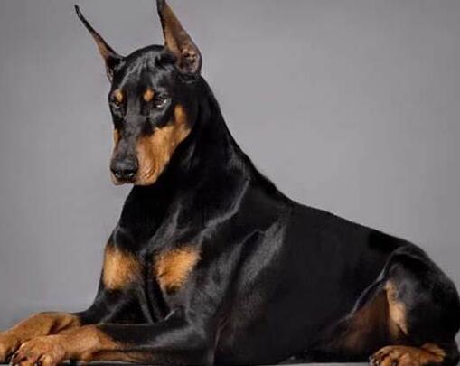 杜宾犬皮肤病有哪些,杜宾犬得了皮肤病能晒太阳吗