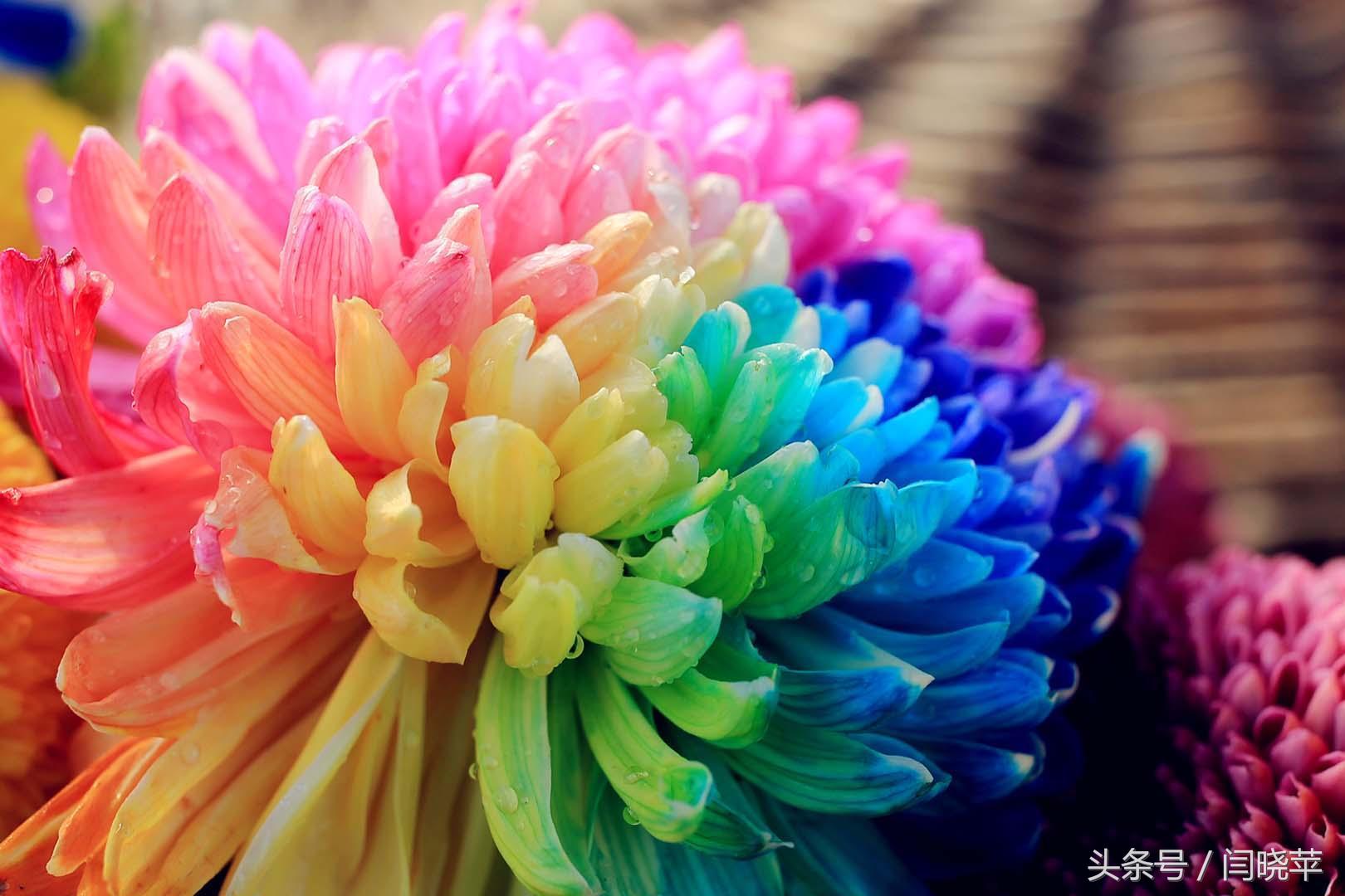 悠然菊影从何觅？南山菊姿下龙亭