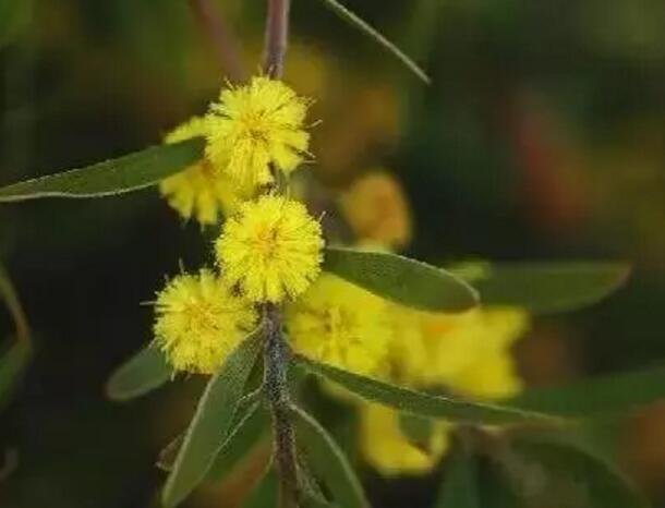 关于新加坡国花知识,新加坡的国花叫什么名字