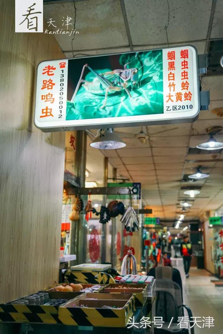 天津宝鸡道花鸟鱼虫市场鹦鹉全吗,天津市宝鸡道花鸟鱼虫市场文玩