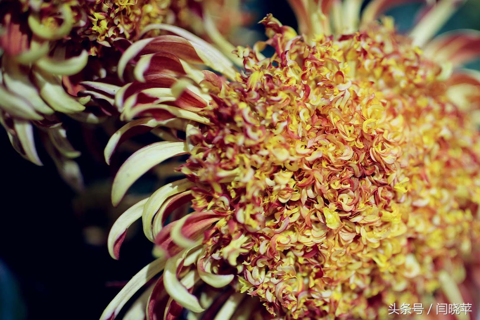 悠然菊影从何觅？南山菊姿下龙亭