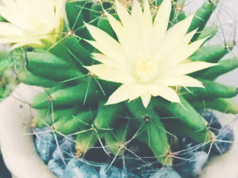 全球十大最美的国花,所有国家的国花大全