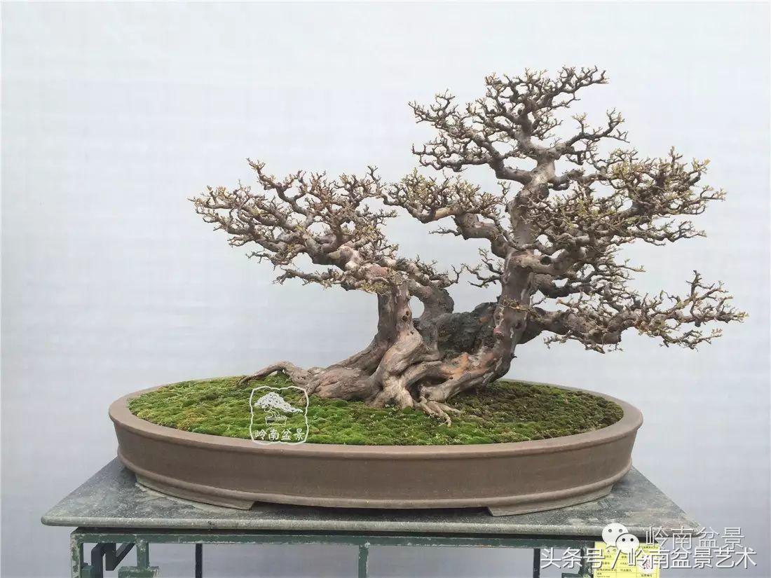 雀梅盆景价格在五千元至二万元的,经典中式庭院雀梅盆景100万以上