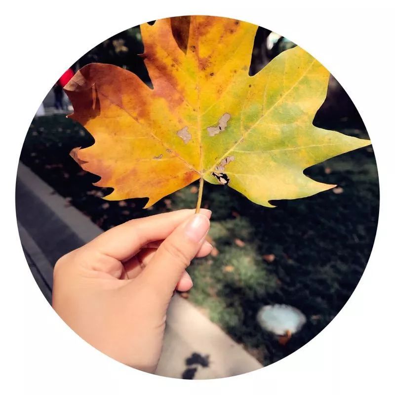 手机摄影作品也可以美不胜收,秋天手机摄影作品欣赏