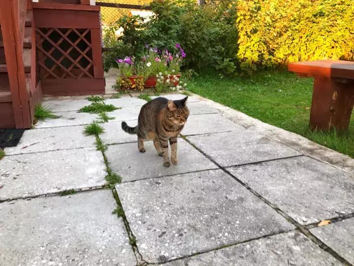 坐火车穿越俄罗斯西伯利亚,欧洲火车途经小镇