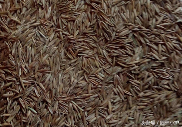 果岭草草坪怎样养护,果岭草修剪及养护方法