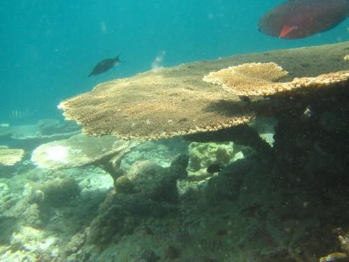 满月岛旅游攻略,满月岛和马尔代夫岛哪个好