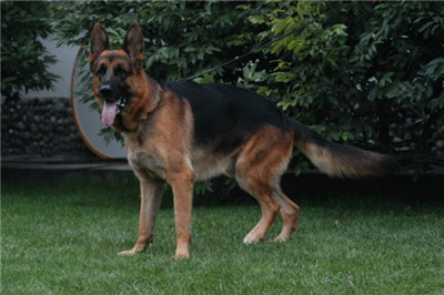 德国牧羊犬受孕后的表现,德国牧羊犬怀孕