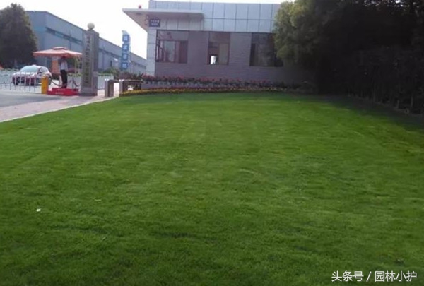 苏州果岭草养护管理技巧,苏州果岭草养护联系方式