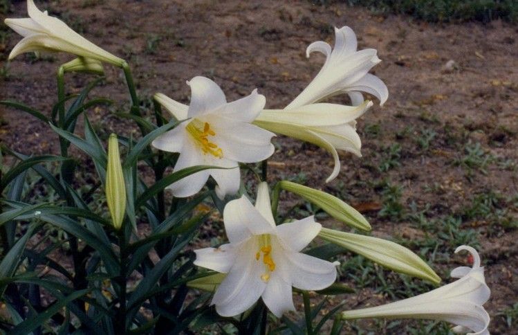 极简风客厅花卉效果图,花卉形状图片大全