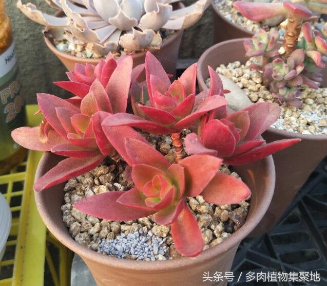 多肉植物怎么养护才能快速生根,种植多肉植物怎样顺利服盆和生根