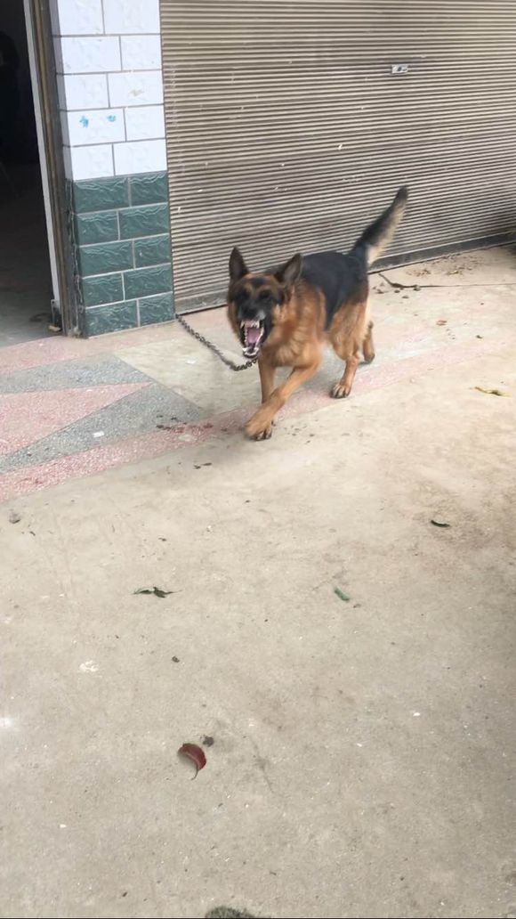 狗狗不认主人还咬主人怎么办,如果狗狗不认主怎么办