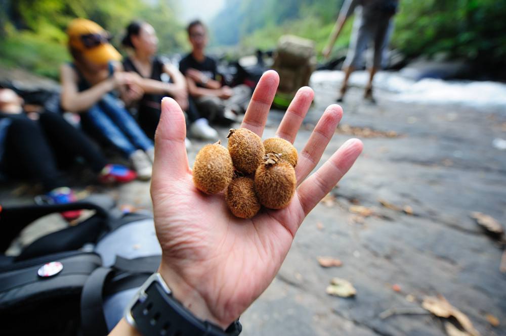 野生猕猴桃有多么可怕,真正的野生猕猴桃了解一下