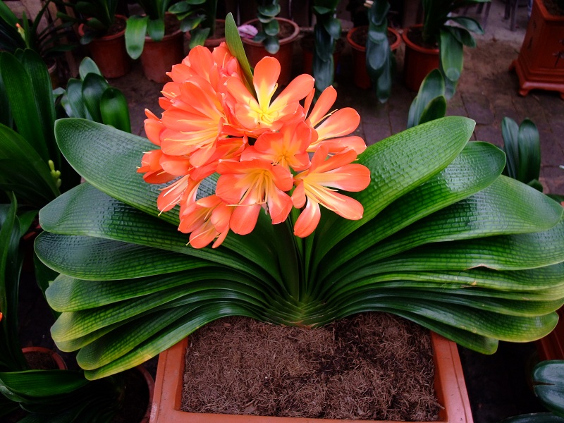 极简风客厅花卉效果图,花卉形状图片大全