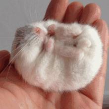 仓鼠可爱瞬间把人萌得要命,仓鼠有多可爱就有多调皮