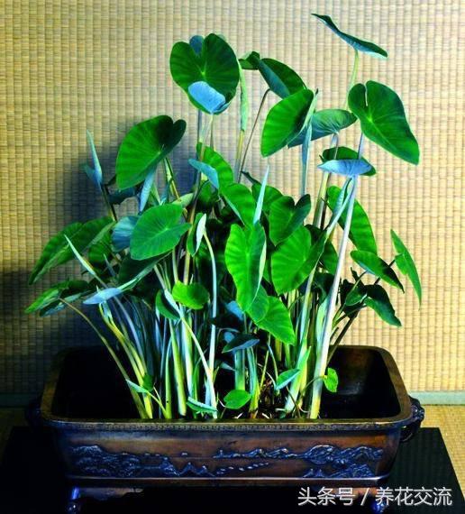 红薯与芋头能一起种吗,红薯忘了吃发芽怎么做盆栽