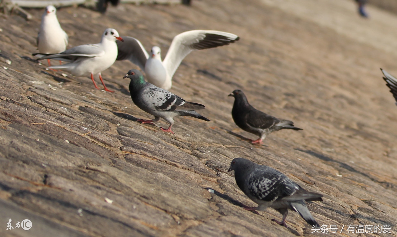 用什么方法防止鸽子得疾病,冬季鸽子平常预防喂什么药