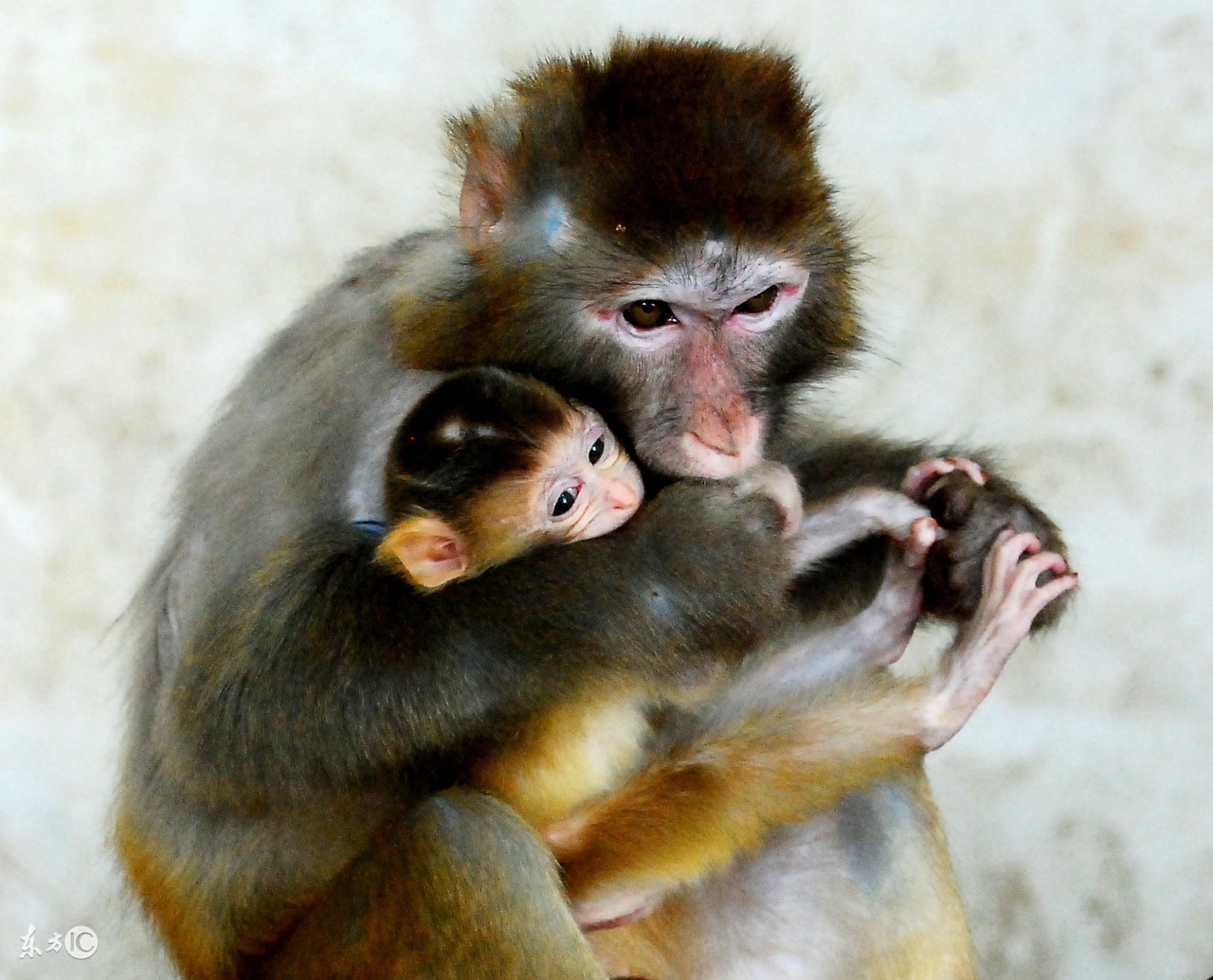 80年生肖猴2023年每月运程运势,2022生肖猴女运势大全每月运程