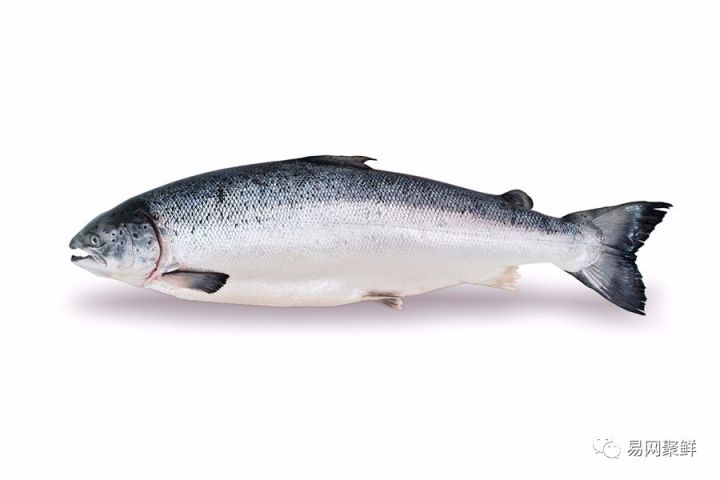 海产市场常见鱼有哪些品种,中国市场常见的进口鱼有哪些