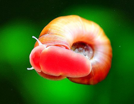 草缸螺类品种大全,草缸螺类