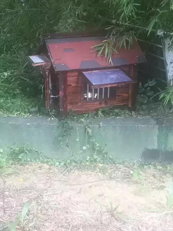 小区物业为流浪猫安了家,物业为流浪猫投放太阳能