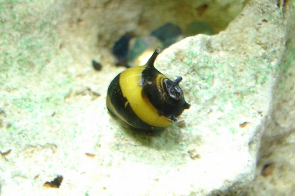 草缸螺类,草缸螺类大全图解