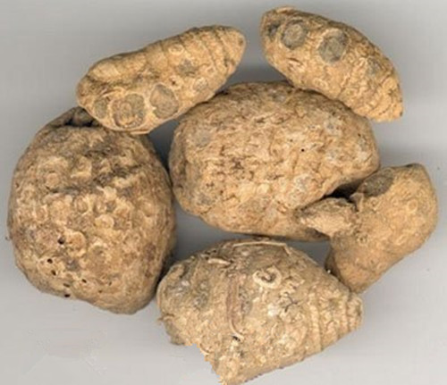 田七和莪术的区别,莪术和醋莪术有什么区别