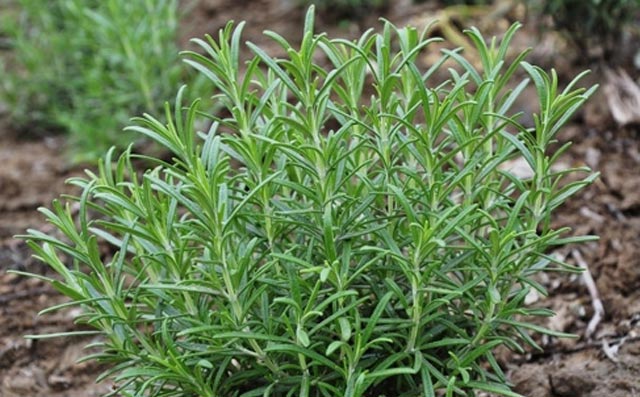 天然食用植物香料大全图解,天然香料的合成方法