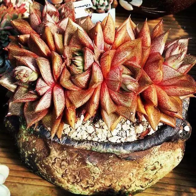 肉友推荐养的多肉植物,国外肉友养的多肉