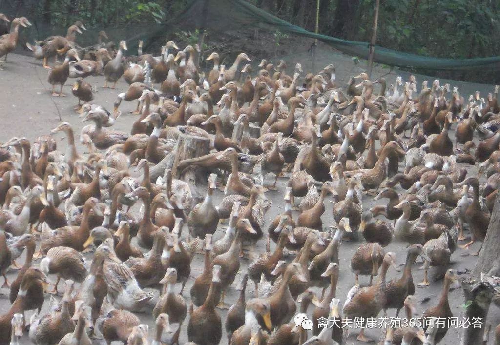 高产蛋鹅都吃什么,高产蛋鸭