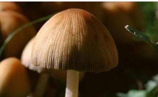 眉毛为什么这么短,眉毛为什么长到一定程度就不长了