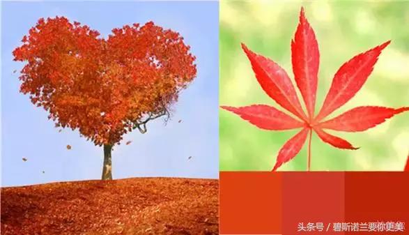 枫叶红的大牌口红,枫叶红滋润大牌口红