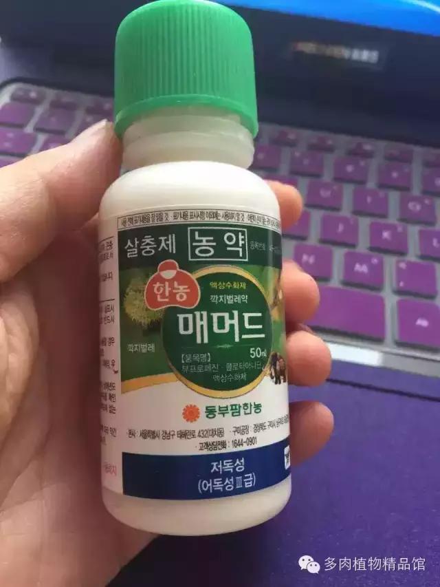 多肉蜗牛虫害怎么杀灭,多肉虫害症状及治疗